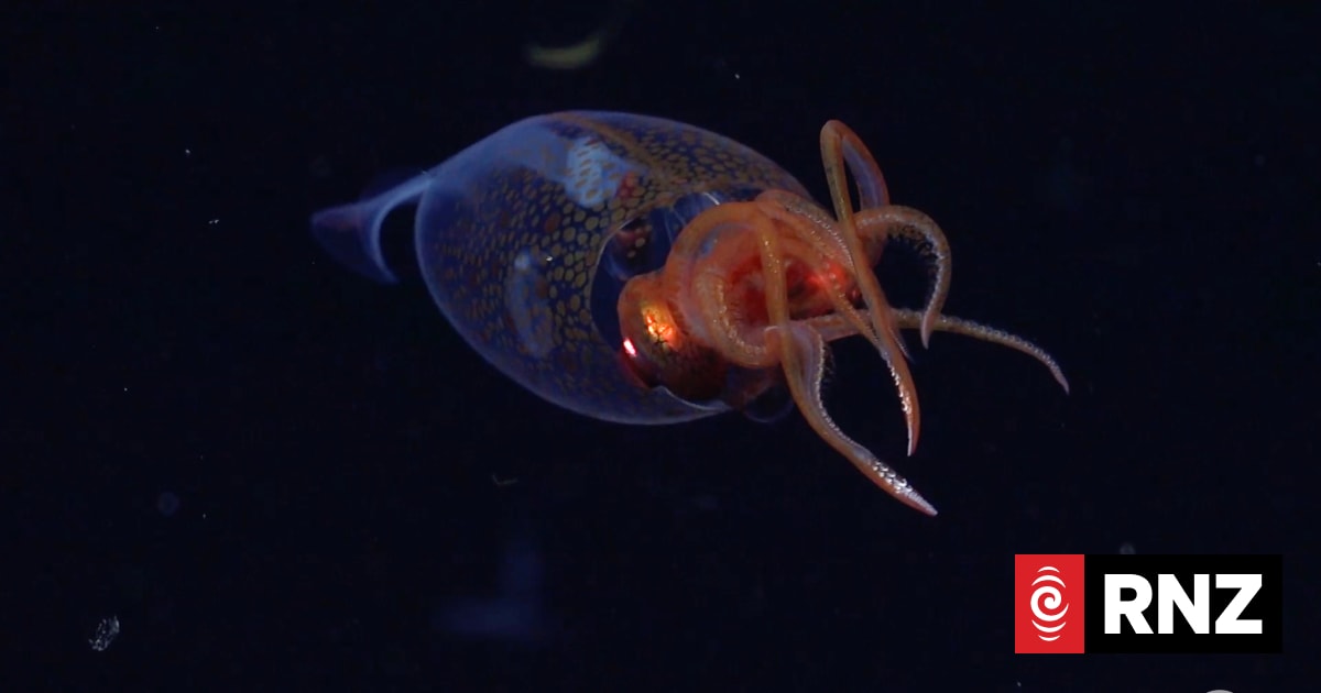 Scientists capture first confirmed footage of a colossal squid in the deep | RNZ