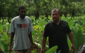 Tolo Iosefa in Vanuatu at the taro research centre in Santo.