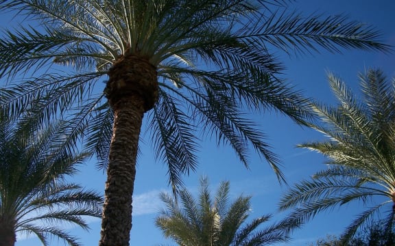 date palm