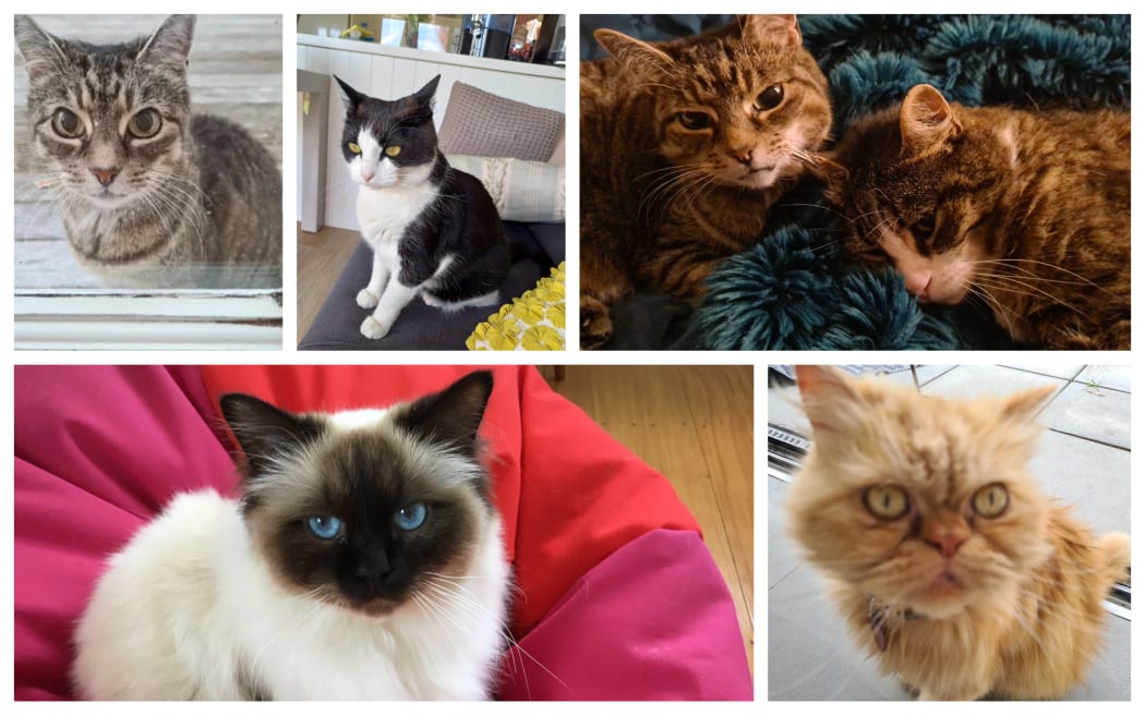 cats