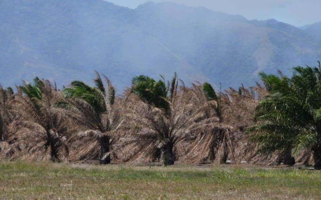 Oil Palm damaged by drought, Ramu Valley, Papua New Guinea, September 2015.