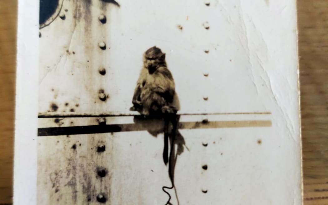 This is a photo of an old photo. Jenny Irene - a capuchin monkey - is sitting on the side of a navy ship.