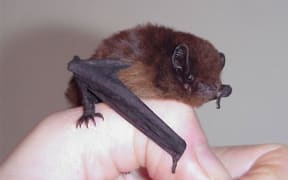 Long-tailed bat.