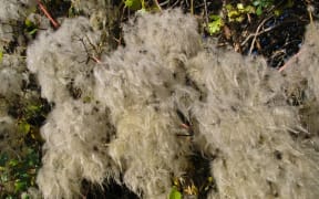 Old man's beard will be targeted, along with the banana passionfruit vine