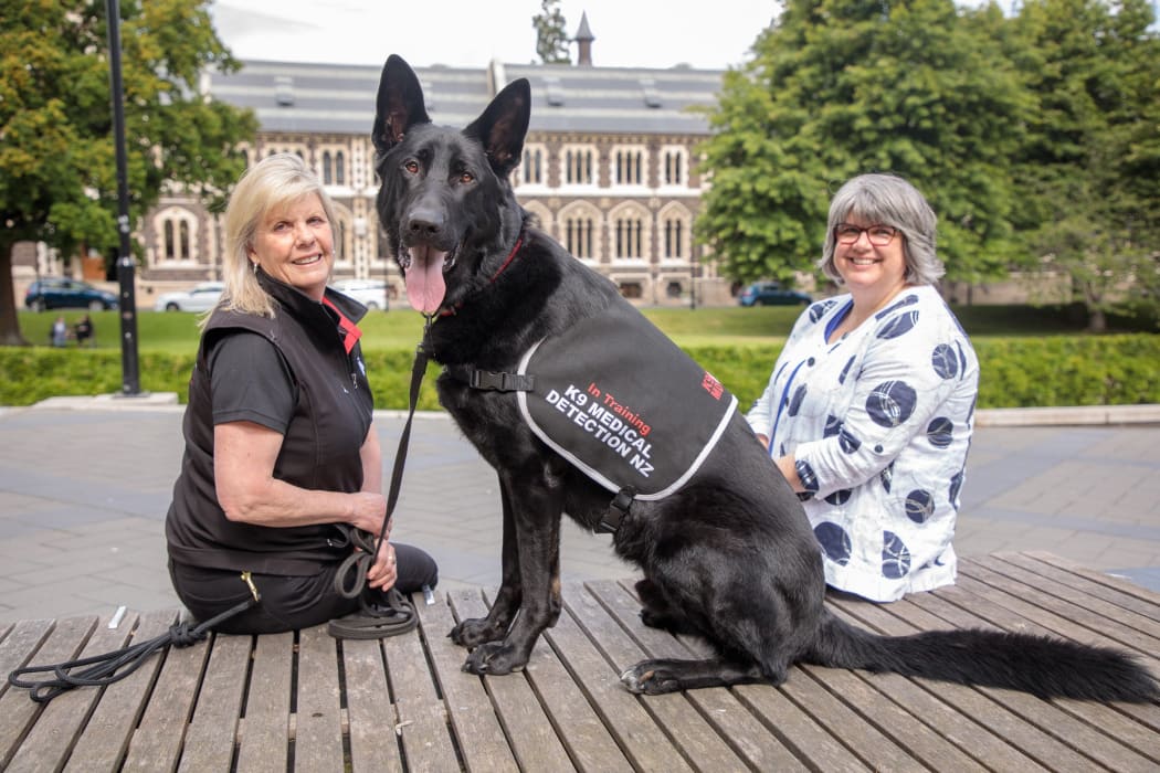 Levi, a German shepherd in training as a medical detection dog, is flanked by Pauline Blomfield of K9 Medical Detection NZ (left) and University of Otago Biostatistics Centre director Robin Turner.