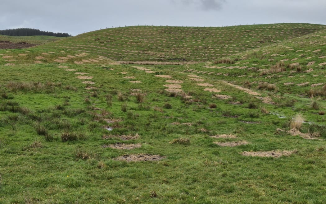 An area of farmland in Central Hawke's Bay that is being planted in pine trees