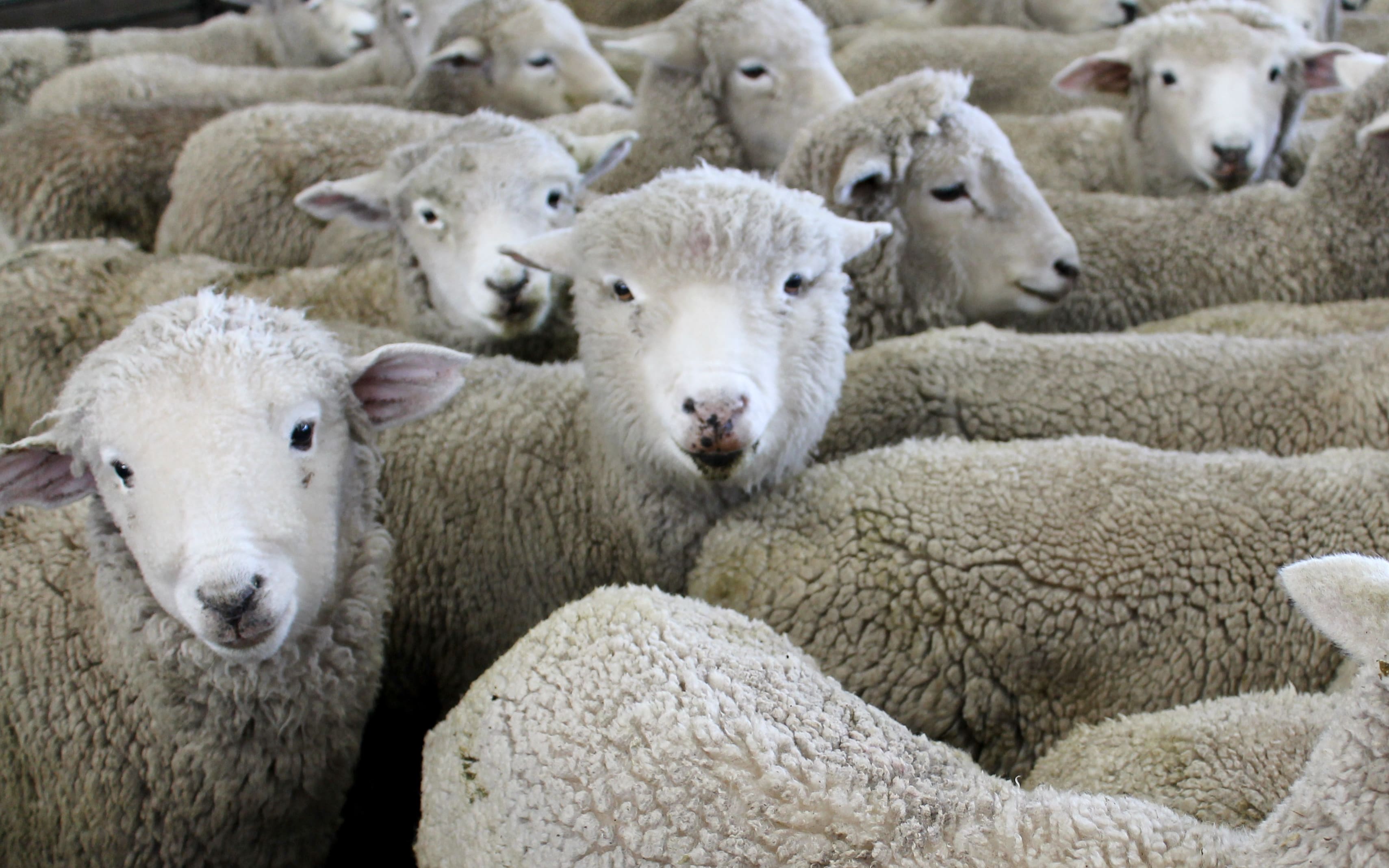Sheep Pituitary Gland:  What Scientists Are Discovering Now - 8wdznmi