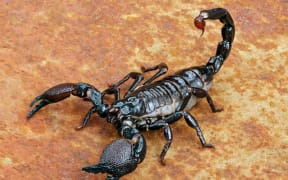 Emperor Scorpion ( Pandinus imperator) on rusty background.