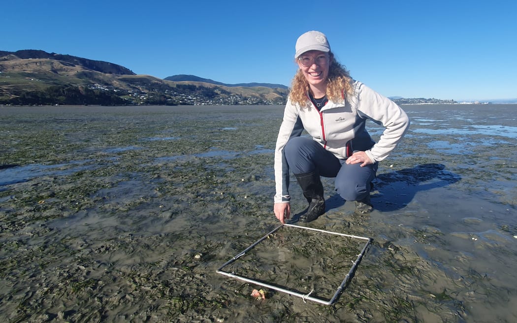 A woman in gumboots kneels on a mudflat strewn with seagrass, holding a square frame.