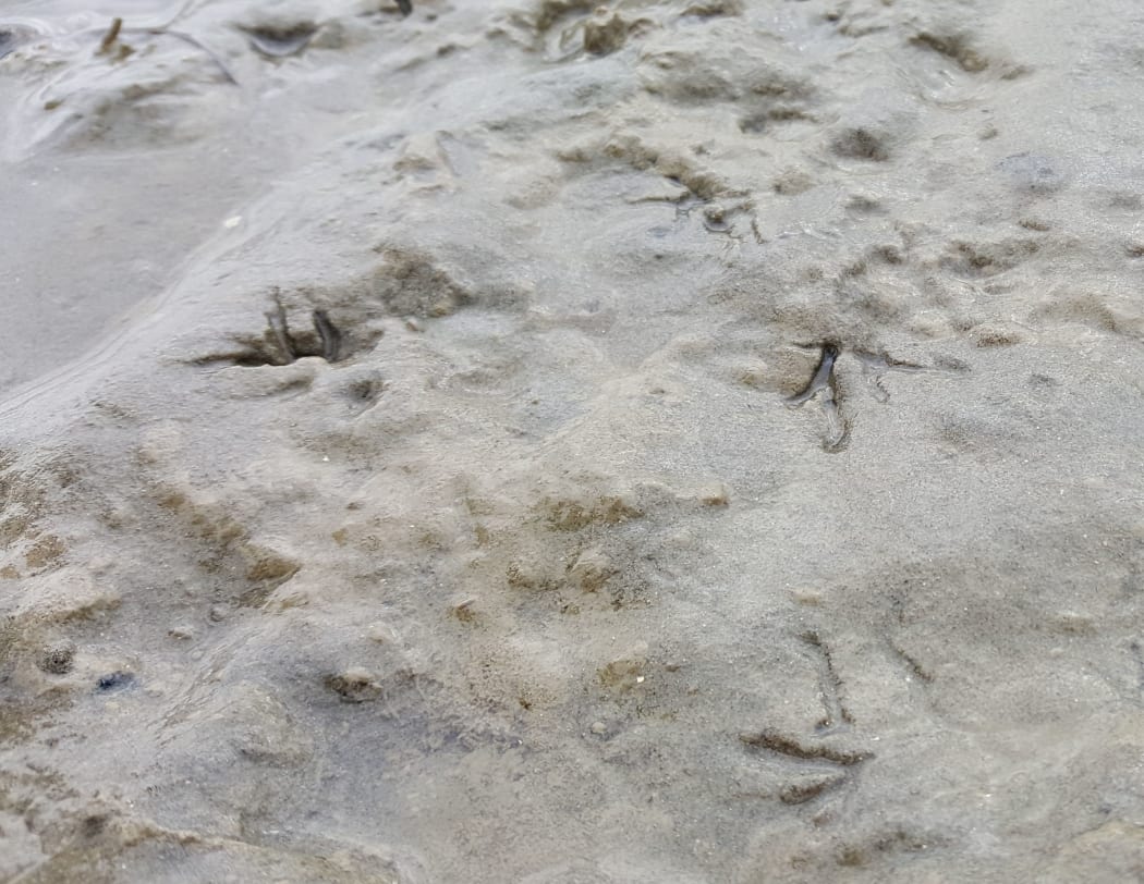 The bird-like tracks left on the mud are made by the wedge shell, as it moves its feeding siphon to suck up water on the surface which contains tiny plants.
