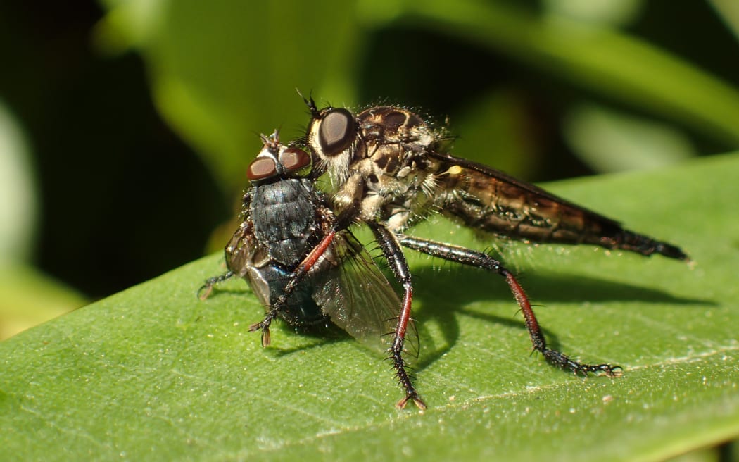 Common Robber Fly