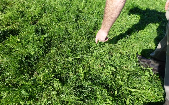 Grass on Daniel Maxwell's farm.