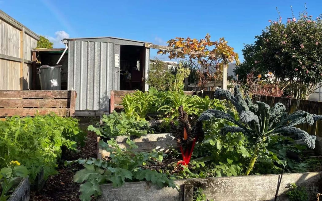 Sun Yao grows vegetables in backyard to save money