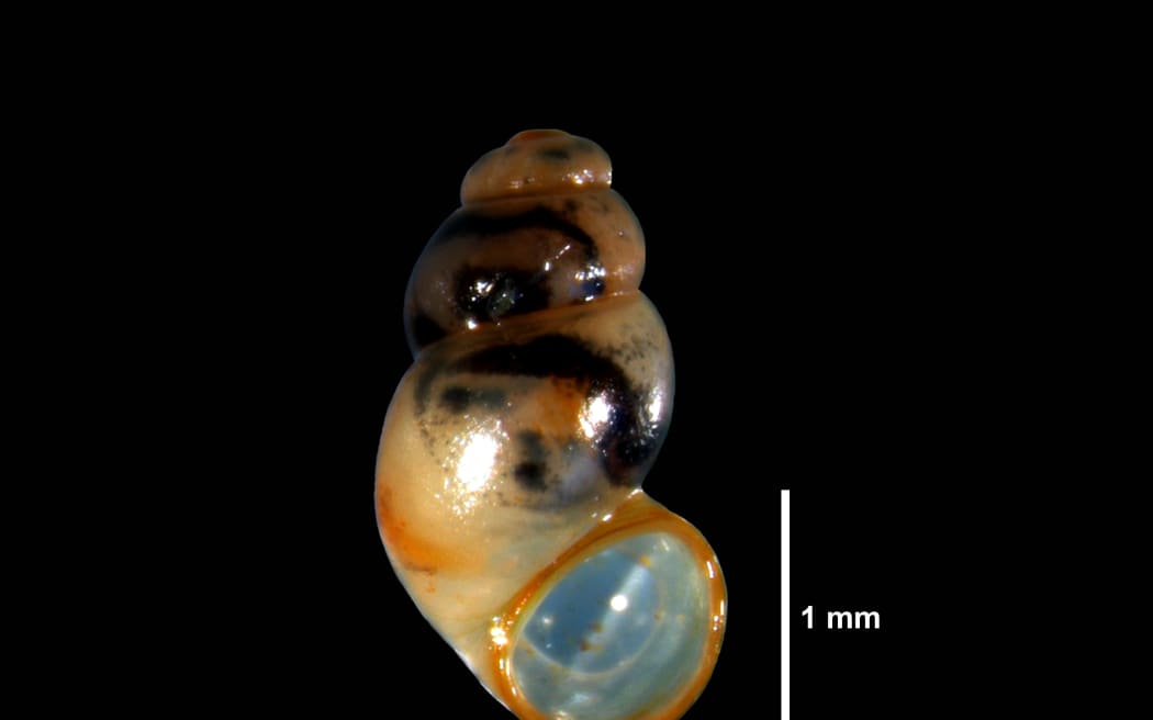 Greta Thunberg Freshwater Snail