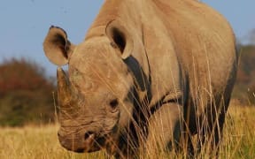 Zambesi the black rhino.