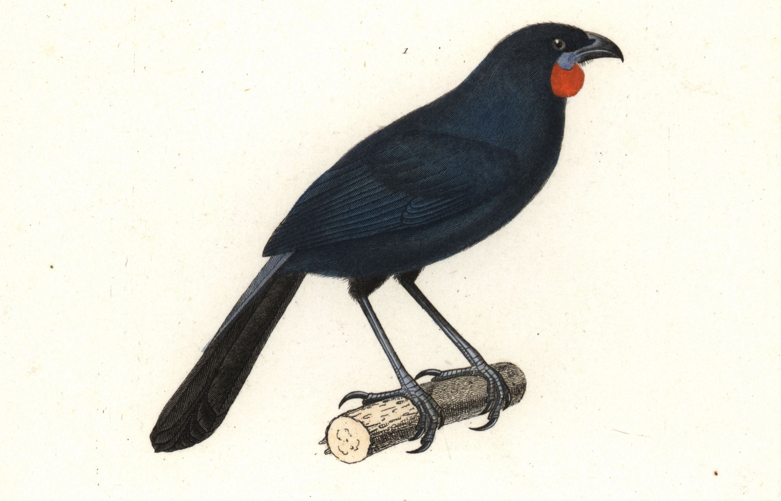 South Island kokako, Callaeas cinereus (extinct) and bell miner, Manorina melanophrys. Handcoloured copperplate engraving from Rene Primevere Lesson's Complements de Buffon, Pourrat Freres, Paris, 1838.