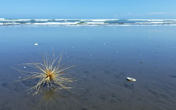 Spinifex on Ngarunui Beach, Raglan