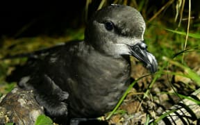 Petrel