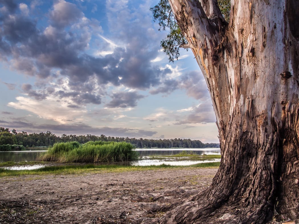 Barmah National Park - located on the Murray River near the town of Barmah, approximately 220 kilometres north of Melbourne. The 28,500 hectare park consists of River Red forest and wetlands