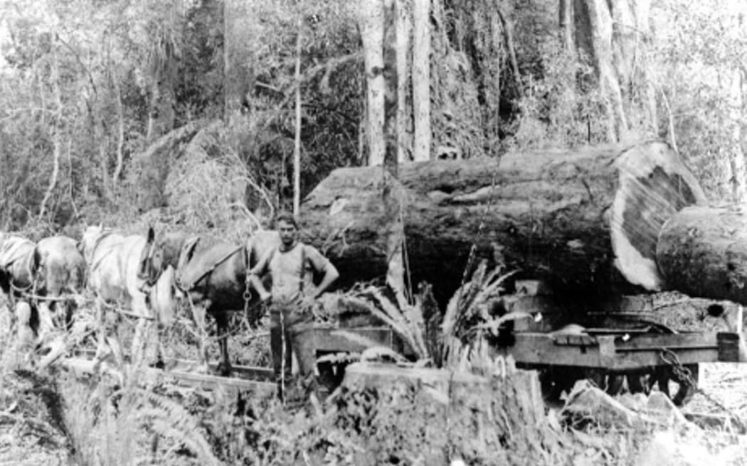 Horse drawn tram taking logs to Gamman’s Ōropi Mill, c. 1912. Driver Ardrie(?) Hardy. Image: Tauranga City Libraries Image 99-1378.