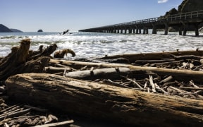 Tolaga_Bay_choked_with_forestry_slash