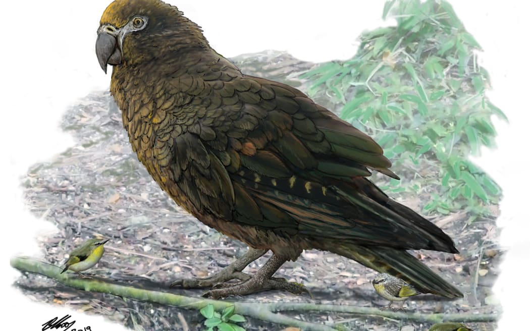 econstruction of the giant parrot Heracles, dwarfing a bevy of 8cm high Kuiornis – small New Zealand wrens scuttling about on the forest floor.