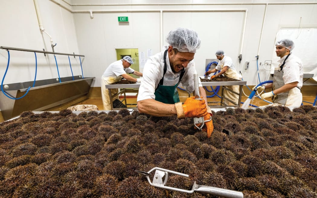 A man wearing a hairnet, apron and thick gloves uses a device to pry open a sea urchin – one among a table full of hundreds of urchins. In the background another man in hairnet, apron and gloves sprays with a hose and two other men in similar attire work with urchins at another workbench.