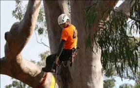 Tree Climber, Scott Forrest