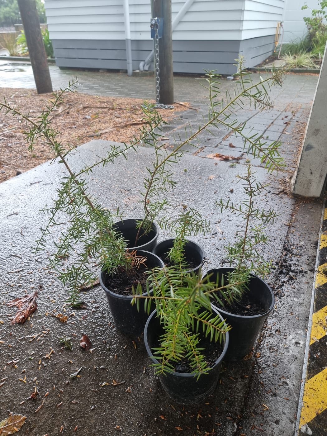 Totara.