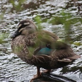 Photo for Mallard