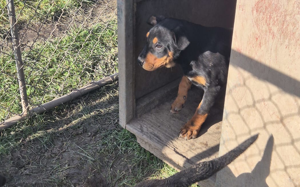 Two new Hunterway pups have joined the team at the kennels, the last line of Chris' dog trialling champ Dixie.