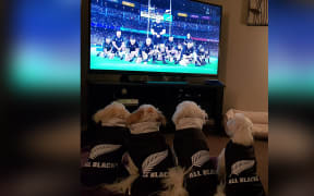 Nicola Pol's four dogs in All Blacks jerseys watching the Rugby World Cup.