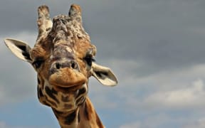 Hamilton Zoo announced the death of one of its giraffes, Masamba, on Friday.