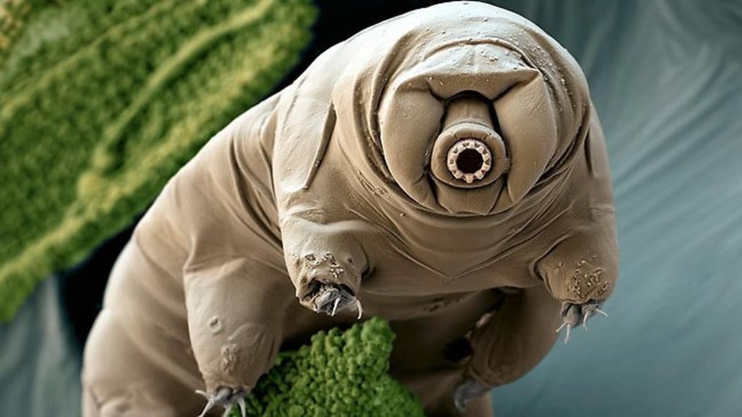 A Tardigrade, also known as a water bear