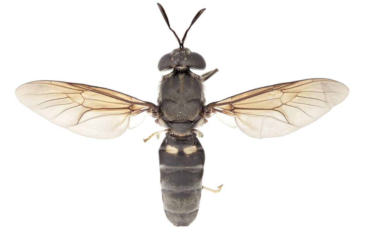 Black soldier fly