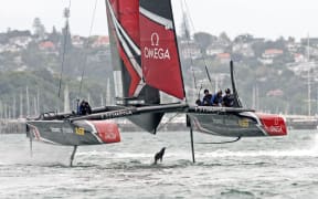 Team New Zealand on the Waitamata Harbour.
