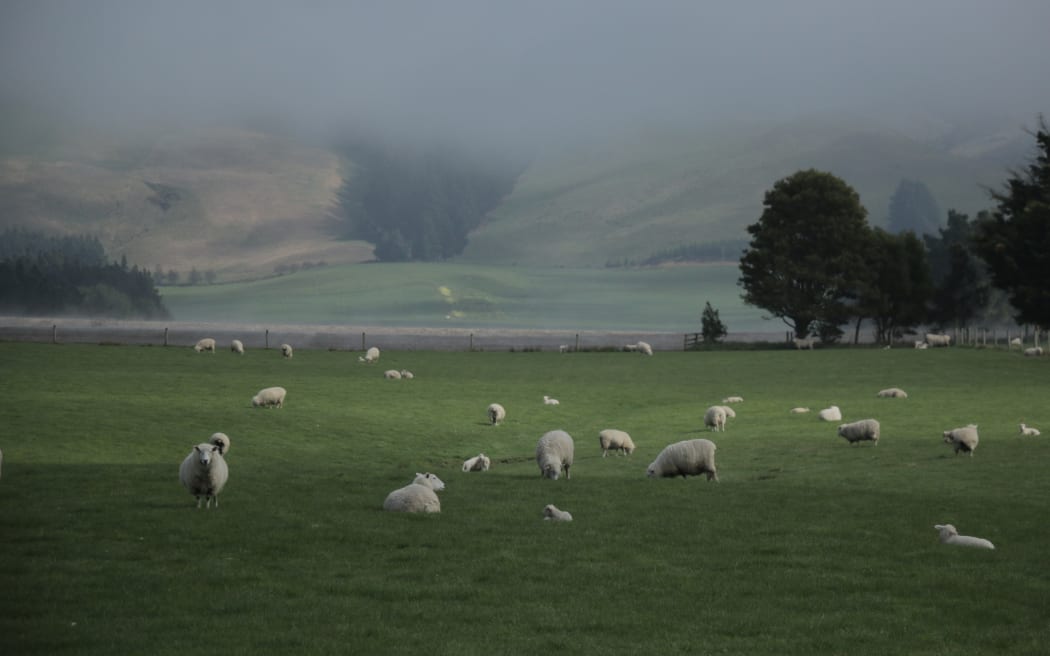 Sheep in Southland