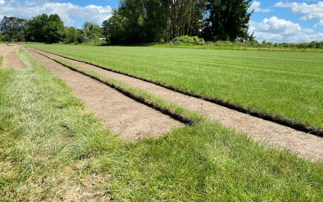 Grass is cut and lifted automatically by the harvester machine.