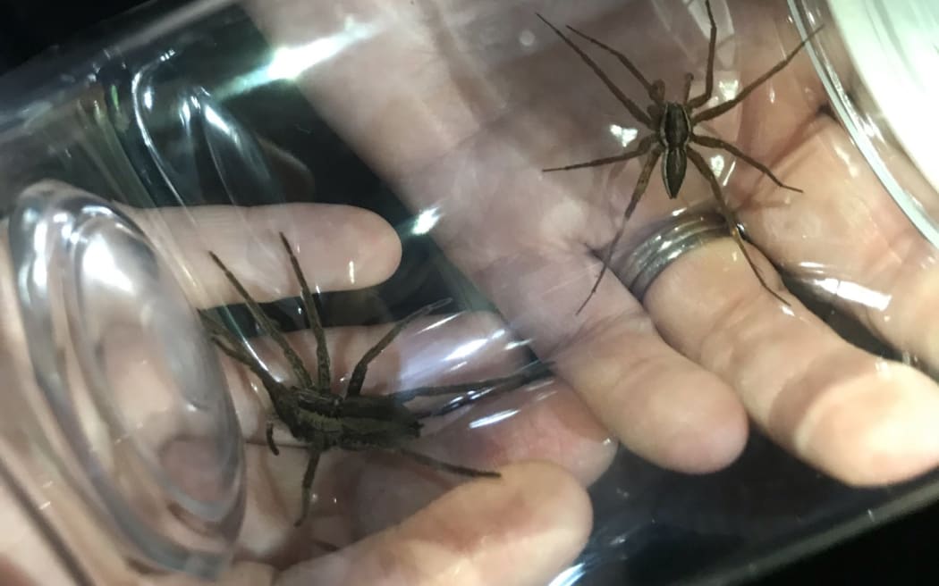 Shows a white topped clear jar in Chrissie's hands. Inside the jar are two nurseryweb spiders. One small male and a larger female.