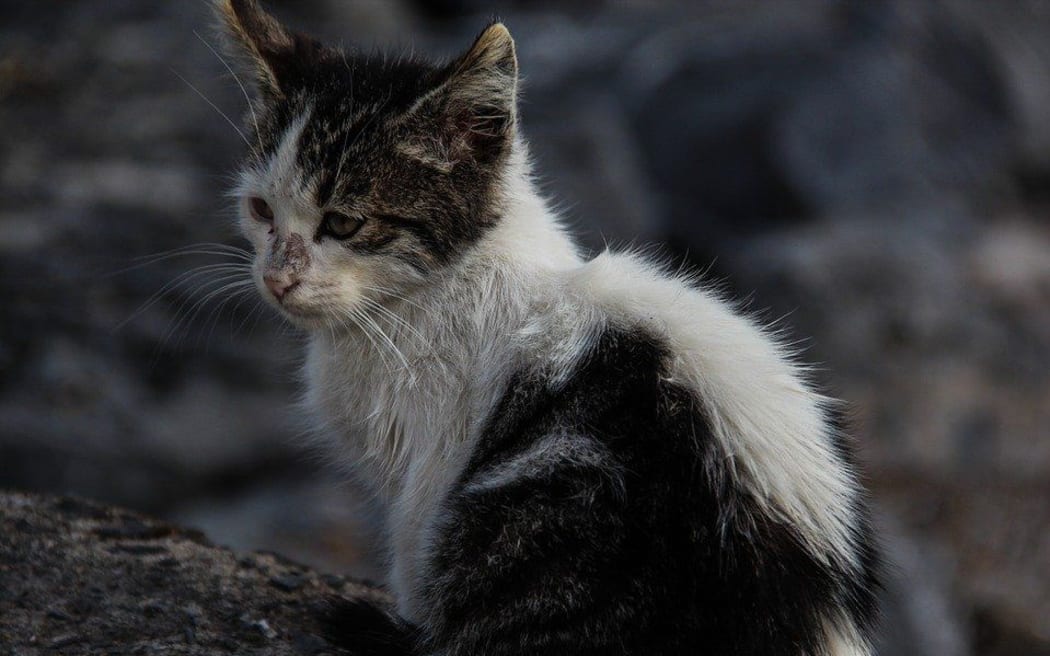 Animal advocacy groups want Wairarapa councils to introduce responsible, enforceable cat management policies.
