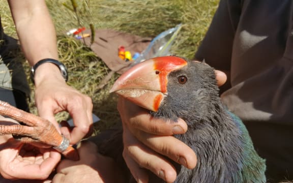 A young takahē, named Telfer, is given a numbered metal leg band and a radio transmitter.
