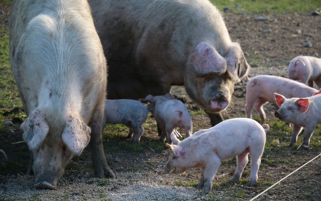 free range pig farm