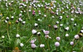 wild flowers