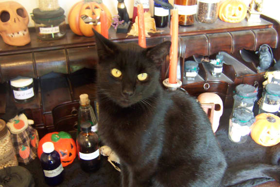 Loki - one of the many cats of Wycksted - sitting among one of witch Rowan's kids Samhain altars.