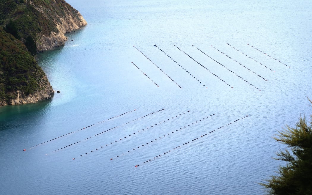 There are more than 590 marine farms in Marlborough.