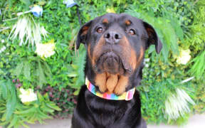 Adoptable dog looking for a forever home.