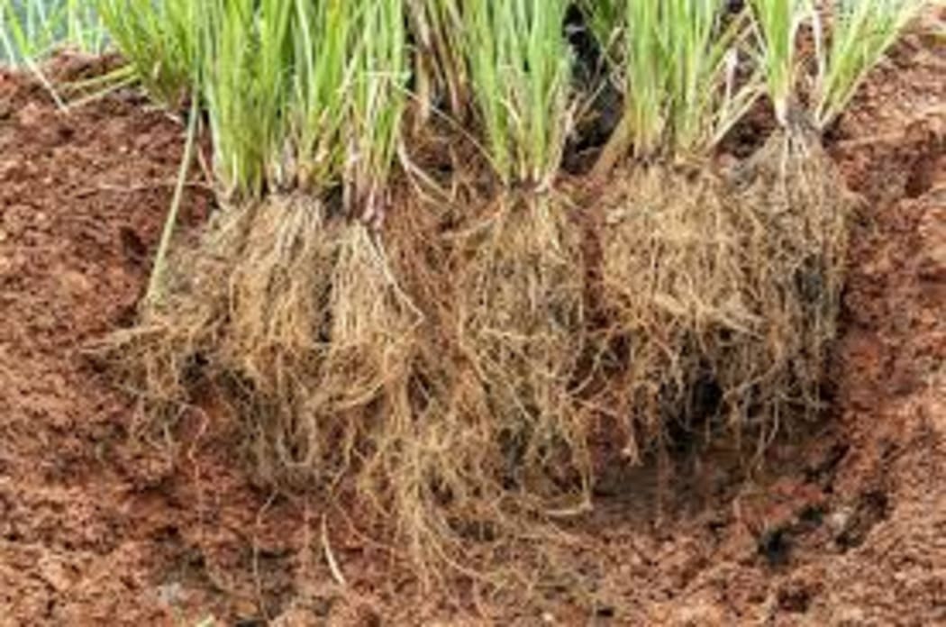 Vetiver Grass
