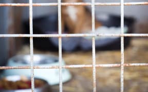 A new dog shelter will be built in south Auckland. LDR SINGLE USE ONLY