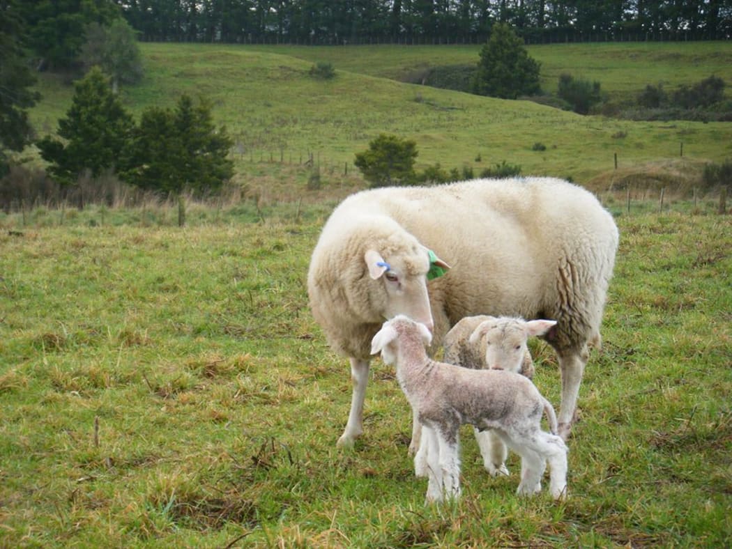 Sentry Hill Organics new lambs