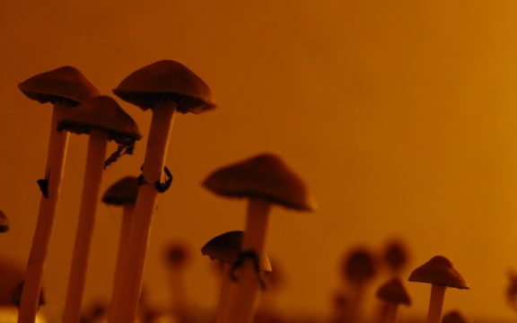 Psilocybe Cubensis, a species of psychedelic mushroom